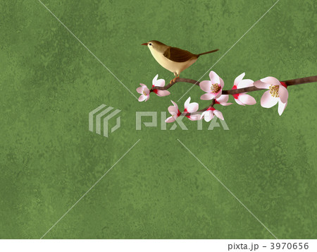 梅にうぐいす 梅にうぐいす 3970656