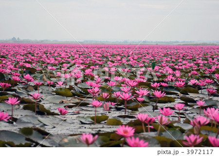 ウドンタニのタレー・ブア・デーン 3972117