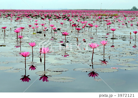 ウドンタニの蓮の湖 3972121