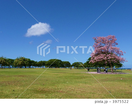 ハワイ桜と雲 ハワイ桜と雲 3975522