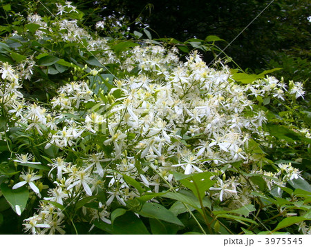 センニンソウ 3975545