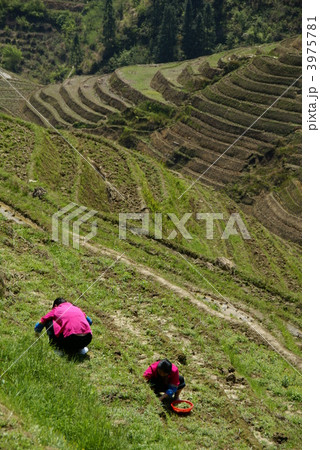 龍勝棚田 龍勝棚田 3975781
