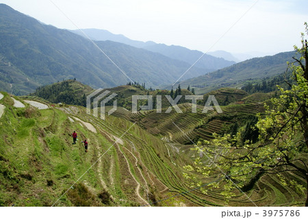 龍勝棚田 龍勝棚田 3975786