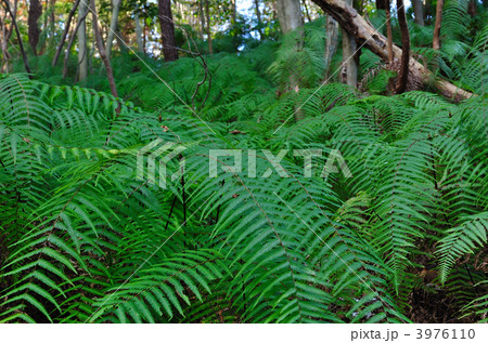 ウラジロ群落 3976110