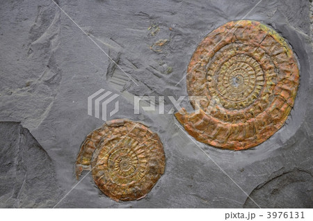アンモナイト化石 アンモナイト化石 3976131