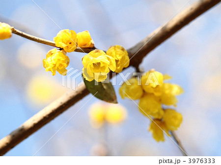 新春の花ロウバイの写真素材