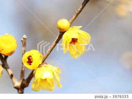 新春の花ロウバイ 3976335