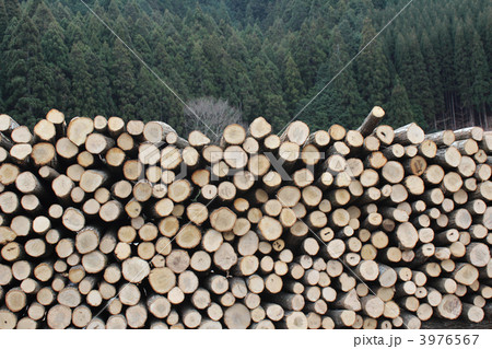 丸太 林業 イメージ 丸太 林業 イメージ 3976567