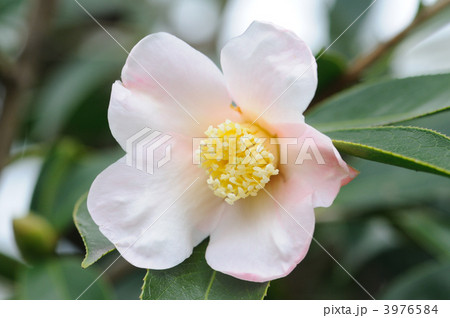 椿　昭和侘助 3976584