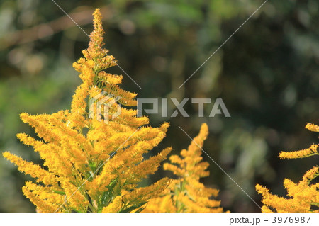 セイタカアワダチソウ 3976987