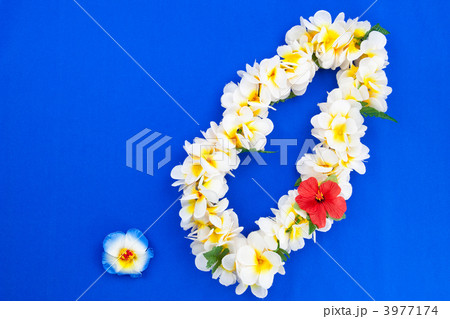 フラダンスを踊ろう 3977174