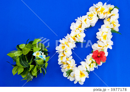 フラダンスを踊ろう 3977178