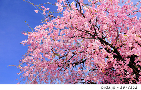 桜の木 桜の花 花の写真素材