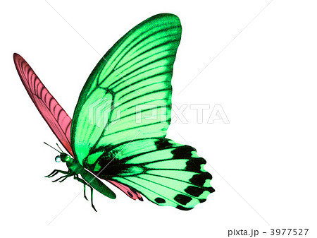 ミステリアスな蝶のイラスト素材
