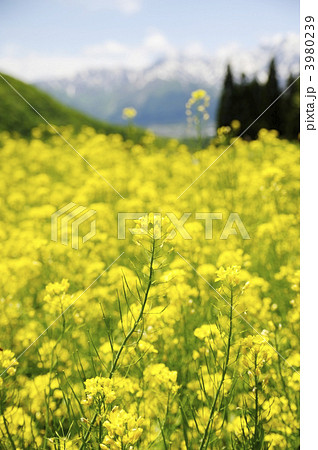 菜の花　満開　白馬連山　北アルプス　高原　春 3980239