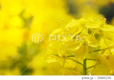 菜の花　黄色　マクロ　春　クローズアップ 3980256