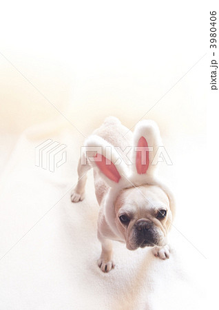 ウサギ犬 3980406