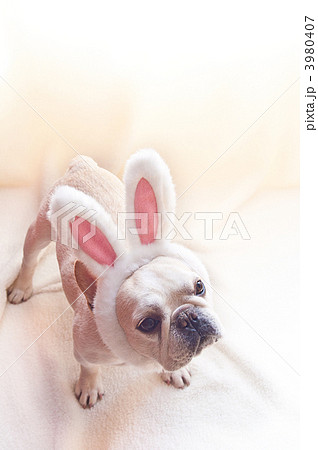 ウサギ犬 3980407