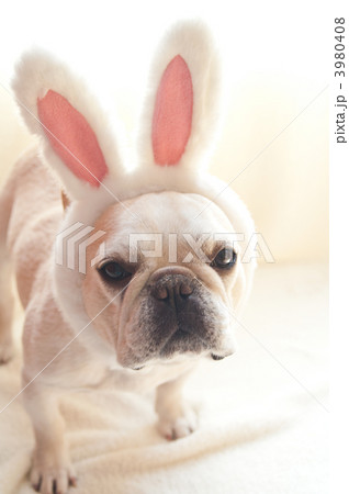 ウサギ犬 3980408