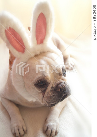 ウサギ犬 3980409
