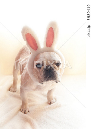 ウサギ犬 3980410