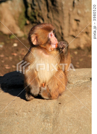 落葉を食べる小猿 3980520