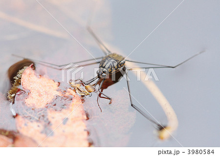 シマアメンボ シマアメンボ 3980584