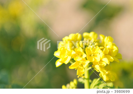 菜の花アップ 菜の花アップ 3980699