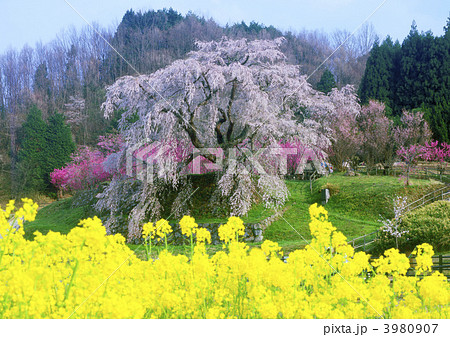 本郷の又兵衛桜 3980907