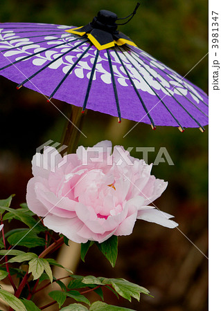 冬牡丹 冬牡丹 3981347