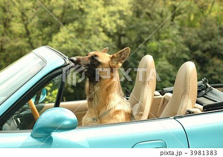 シェパード 犬 オープンカーの写真素材