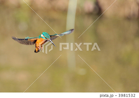 カワセミのホバリング 3981532