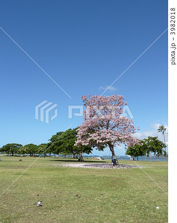 ハワイ桜 3982018