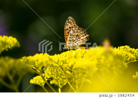 タテハチョウとオミナエシ 3982454