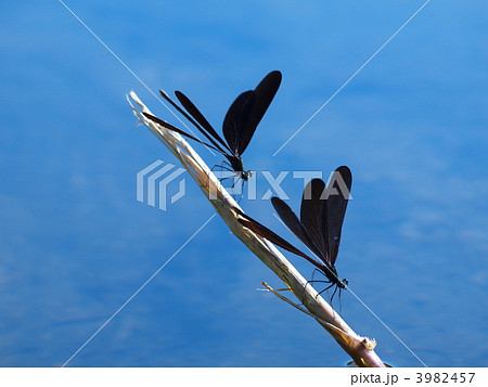 ハグロトンボ ハグロトンボ 3982457