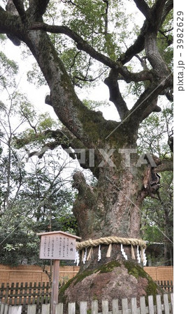 熱田神宮の大楠 3982629
