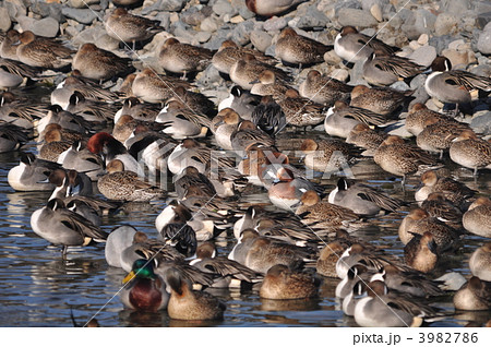 鴨の大群 カモ 鳥の写真素材 [3982786] - PIXTA