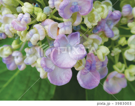ウズアジサイ ウズアジサイ 3983003