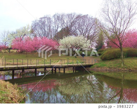 古河総合公園　池に映える紅白の桃の花 3983227