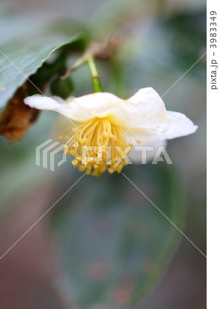 チャノキの花 チャノキの花 3983349