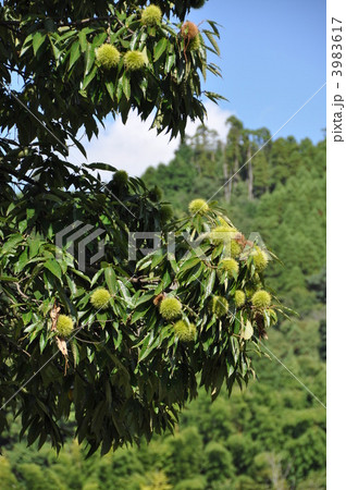栗の木 3983617