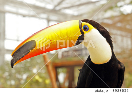 オニオオハシ 3983632