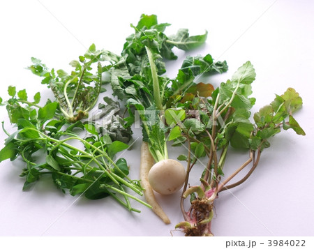 春の七草 3984022