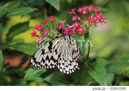 フラワーパークかごしま蝶の館のオオゴマダラその2 フラワーパークかごしま蝶の館のオオゴマダラその2 3984299