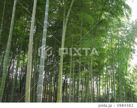 里山の竹林 3984362