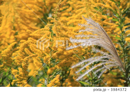ススキとセイタカアワダチソウ ススキとセイタカアワダチソウ 3984372