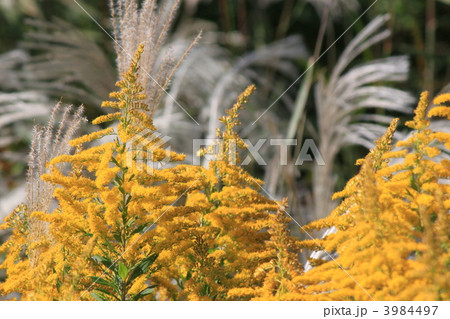 セイタカアワダチソウとススキ セイタカアワダチソウとススキ 3984497