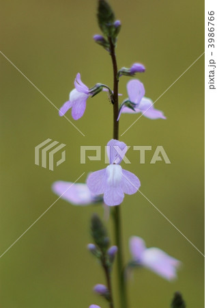 路傍に咲くマツバウンランの薄紫色花（クローズアップ） 3986766