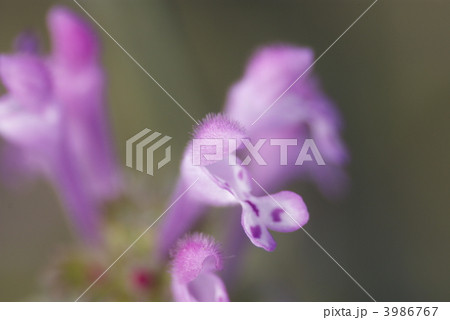 路傍のホトケノザの花（クローズアップ） 3986767