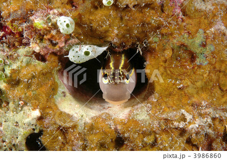 ユーモラスなギンポ 3986860